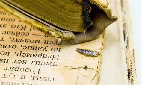 do silverfish eat books: Exploring the Myths, Misconceptions, and Realities Surrounding These Mysterious Insects